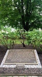 Memorial Beech Tree