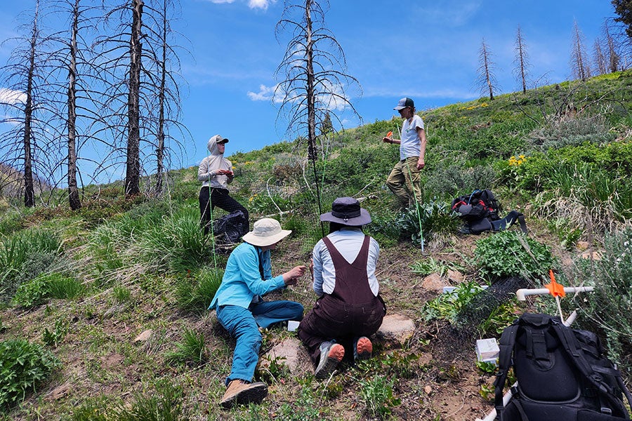 Dr. Palmquist leading researchers in collecting plant community data