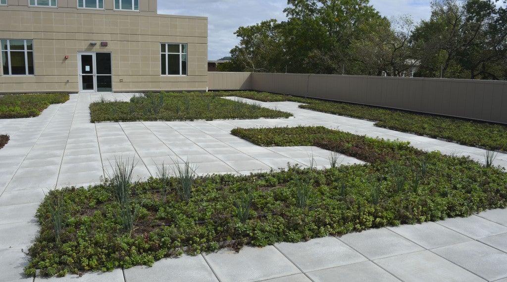 The green roof on top of the Engineering Complex has sections containing different plants that fit together like puzzle pieces.