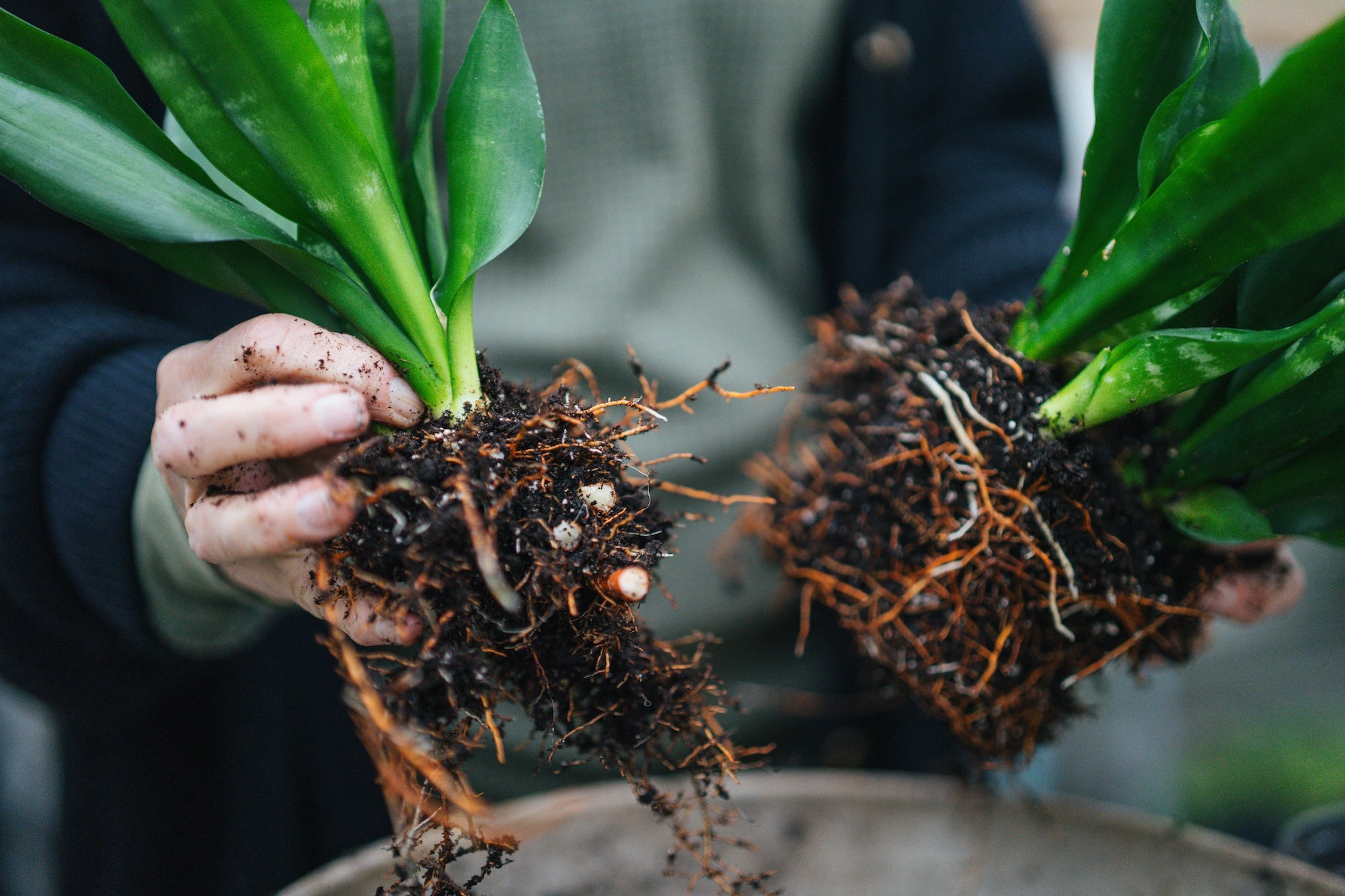 hands potting two plants in the greenhouse