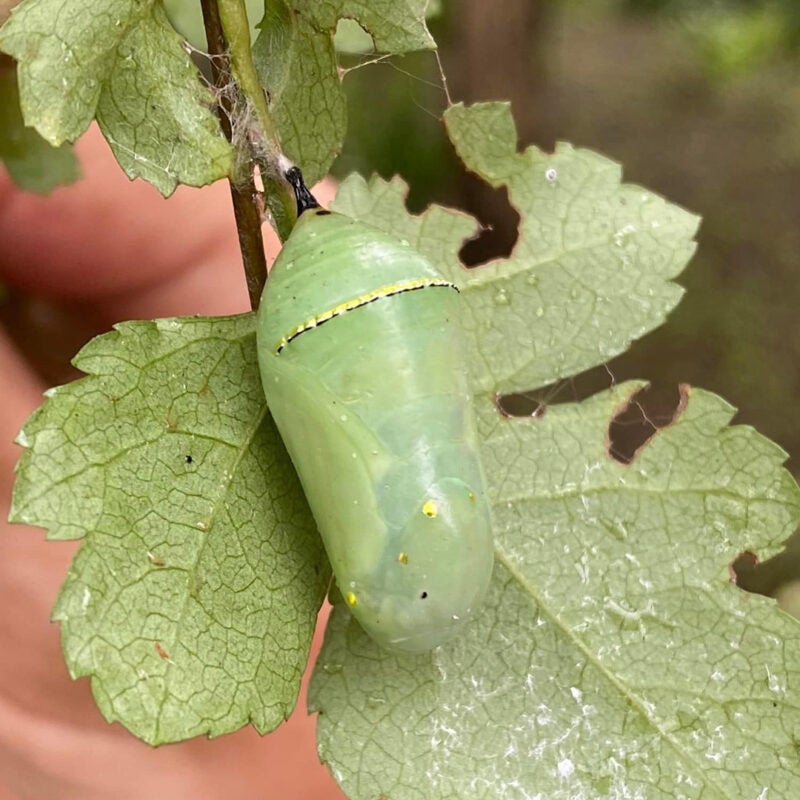 A Chrysalis from Marshall University's Butterfly Oasis garden