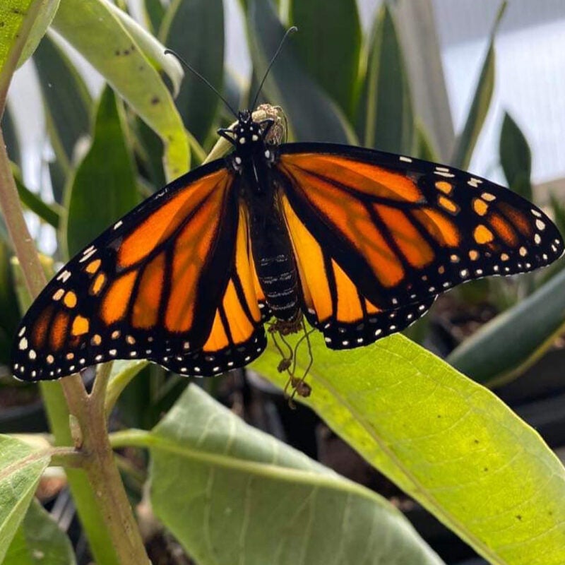 Monarch butterfly in the garden at Marshall University