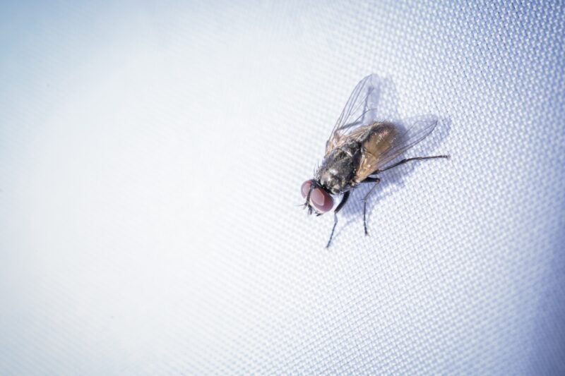 stock image of a fly on a white background