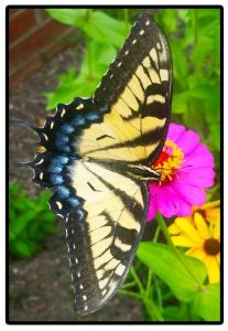 ButterflyOasis-2