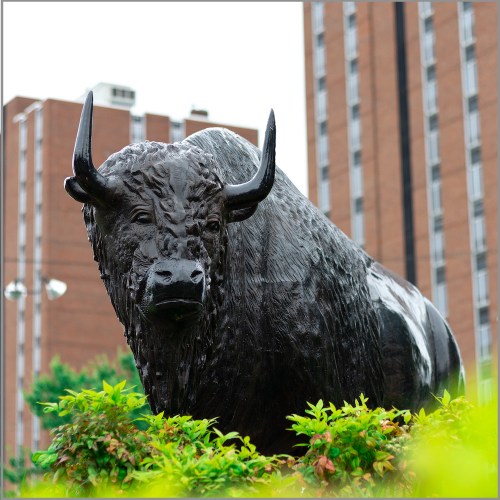 Photo of a Buffalo statue on the Marshall campus