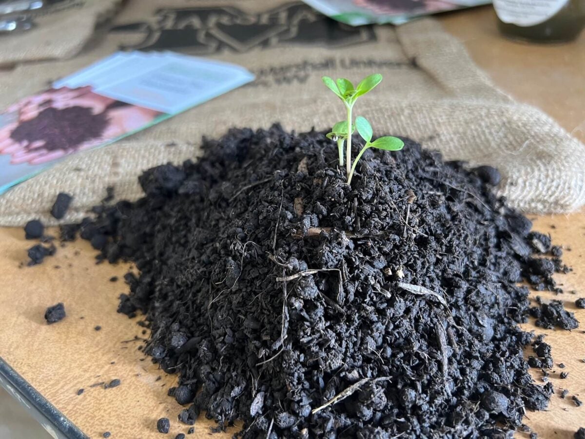 small plant growing out of a pile of dirt