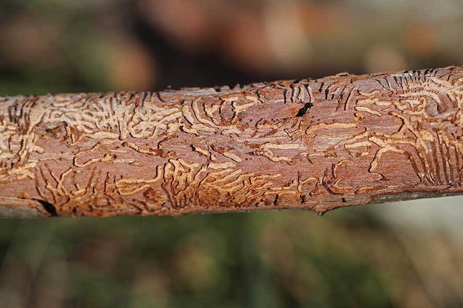 Dutch Elm Disease