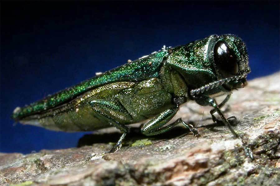 Emerald Ash Borer
