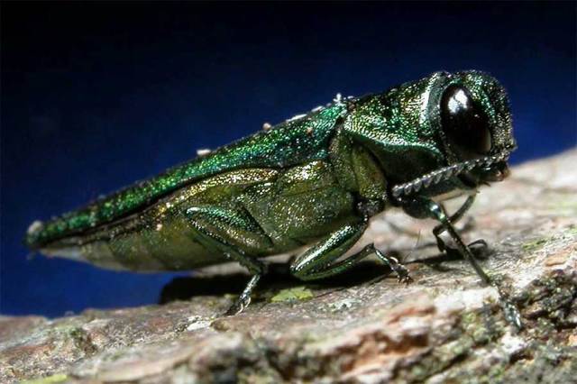 Emerald Ash Borer