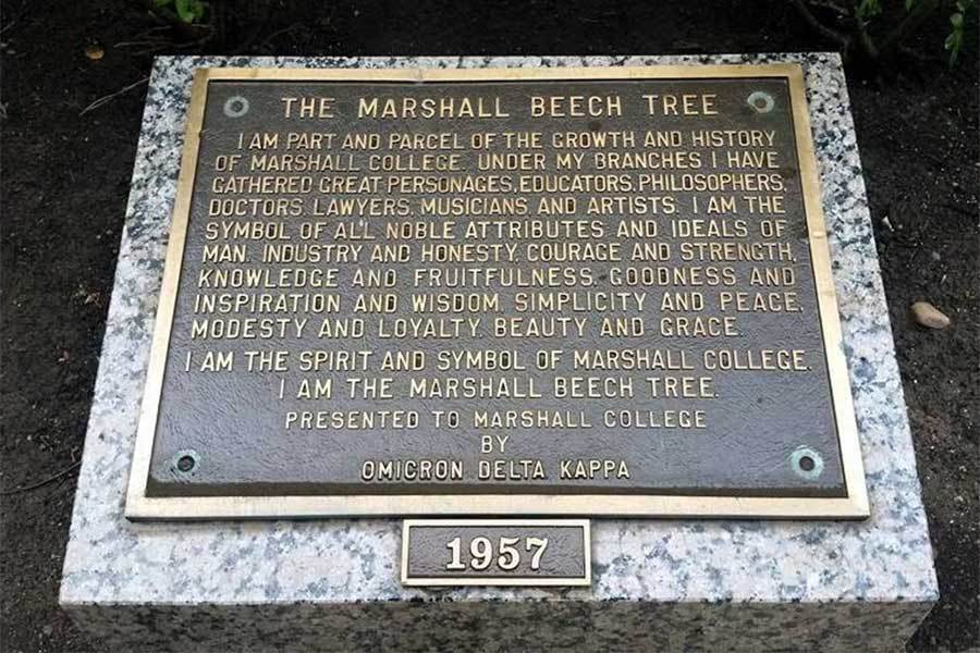Marshall Beech Tree