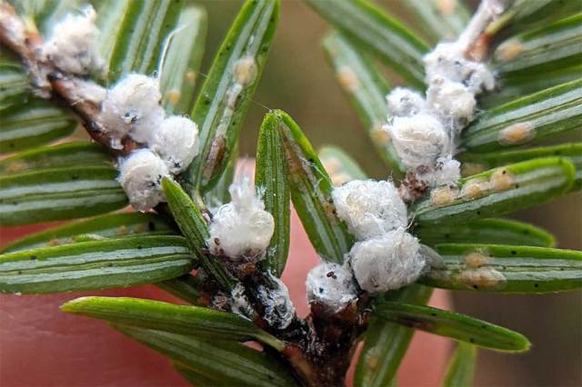 Hemlock Woolly Adelgid
