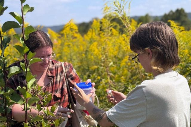 Natural Resources & Earth Sciences students examine and collect pollinator specimens in a roadside wildflower habitat surrounded by blooming goldenrod and other native plants.