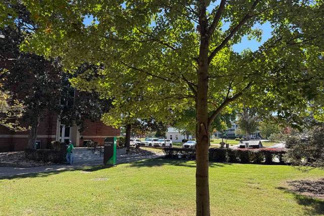 Blanco Memorial Tree