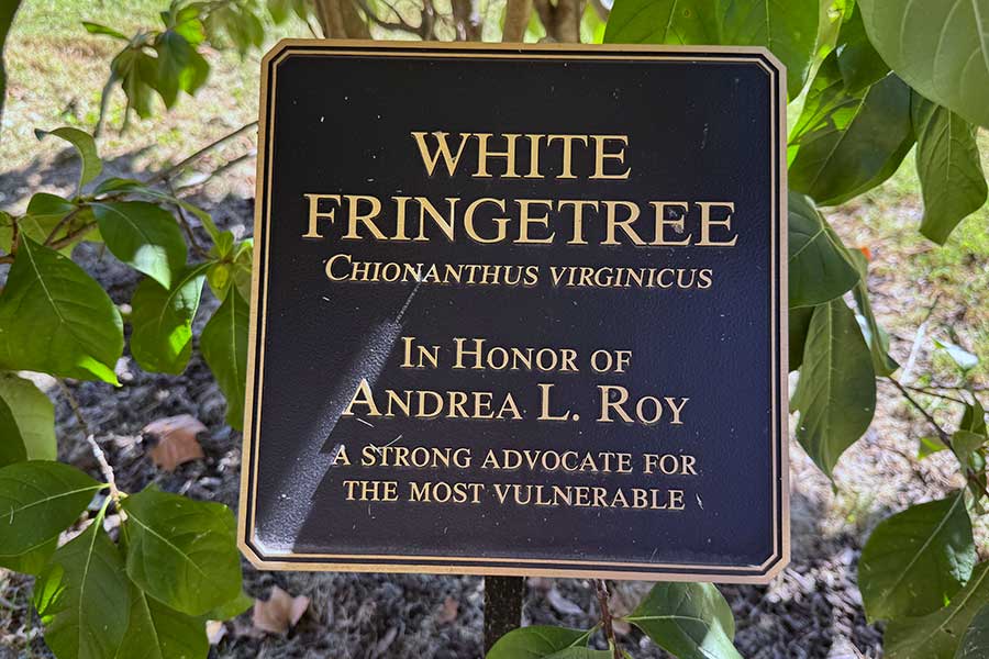 Plant identification and memorial marker beneath the Andrea Roy Memorial Tree identifying the species as White Fringetree (Chionanthus virginicus) and honoring Andrea L. Roy as “a strong advocate for the most vulnerable.”