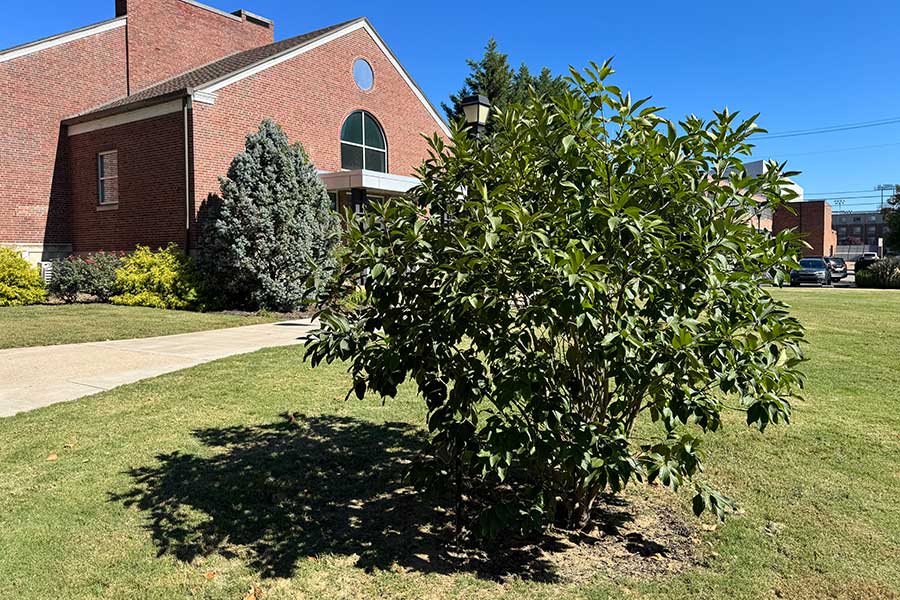 White Fringetree dedicated in memory of Andrea Roy located near East Hall, with the building's brick facade and entrance visible beyond the tree.