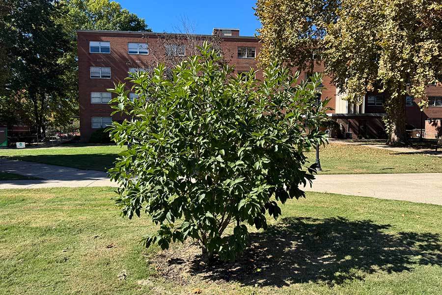 Andrea L. Roy Memorial Tree