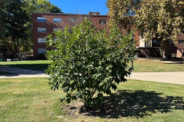 Roy Memorial Tree