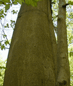 American Beech Marshall University Arboretum Project