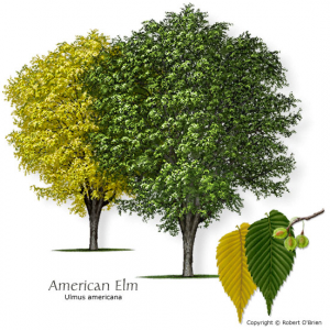 American Elm