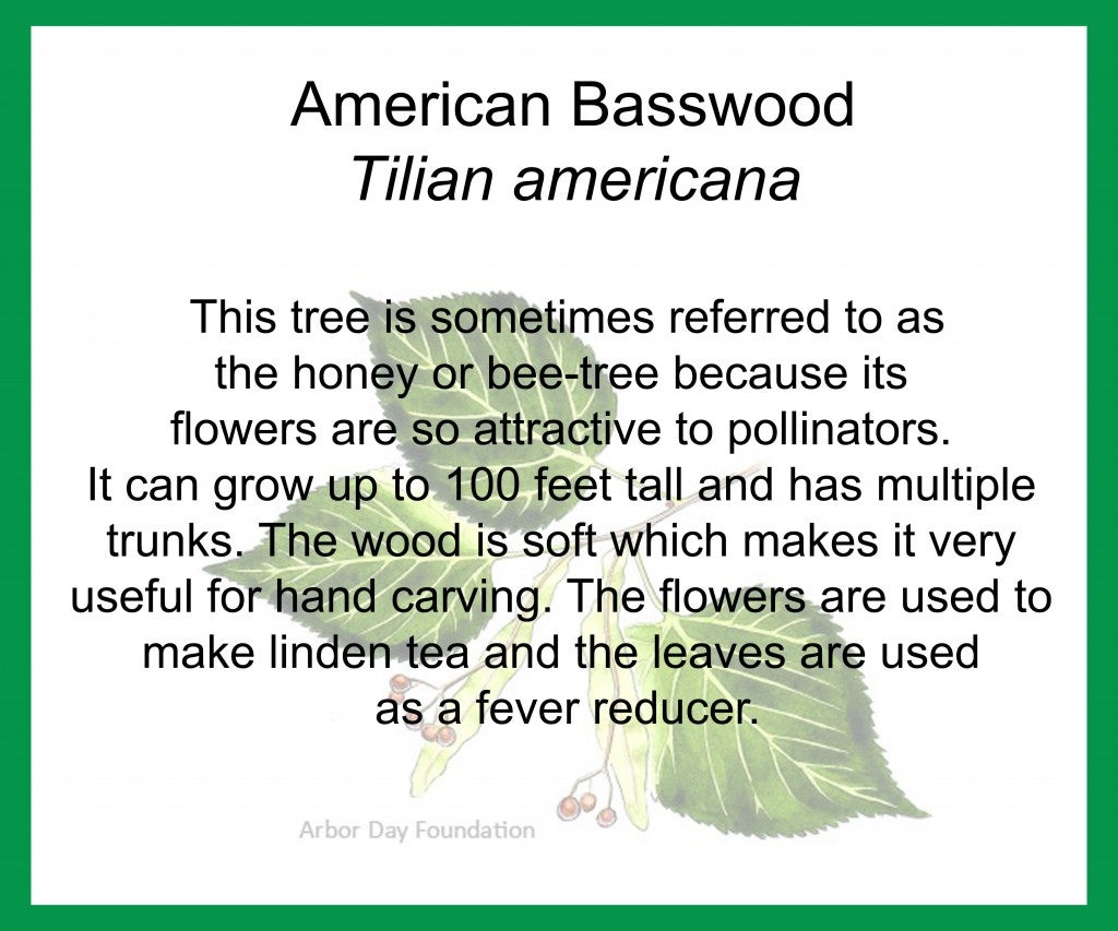 AmericanBasswood