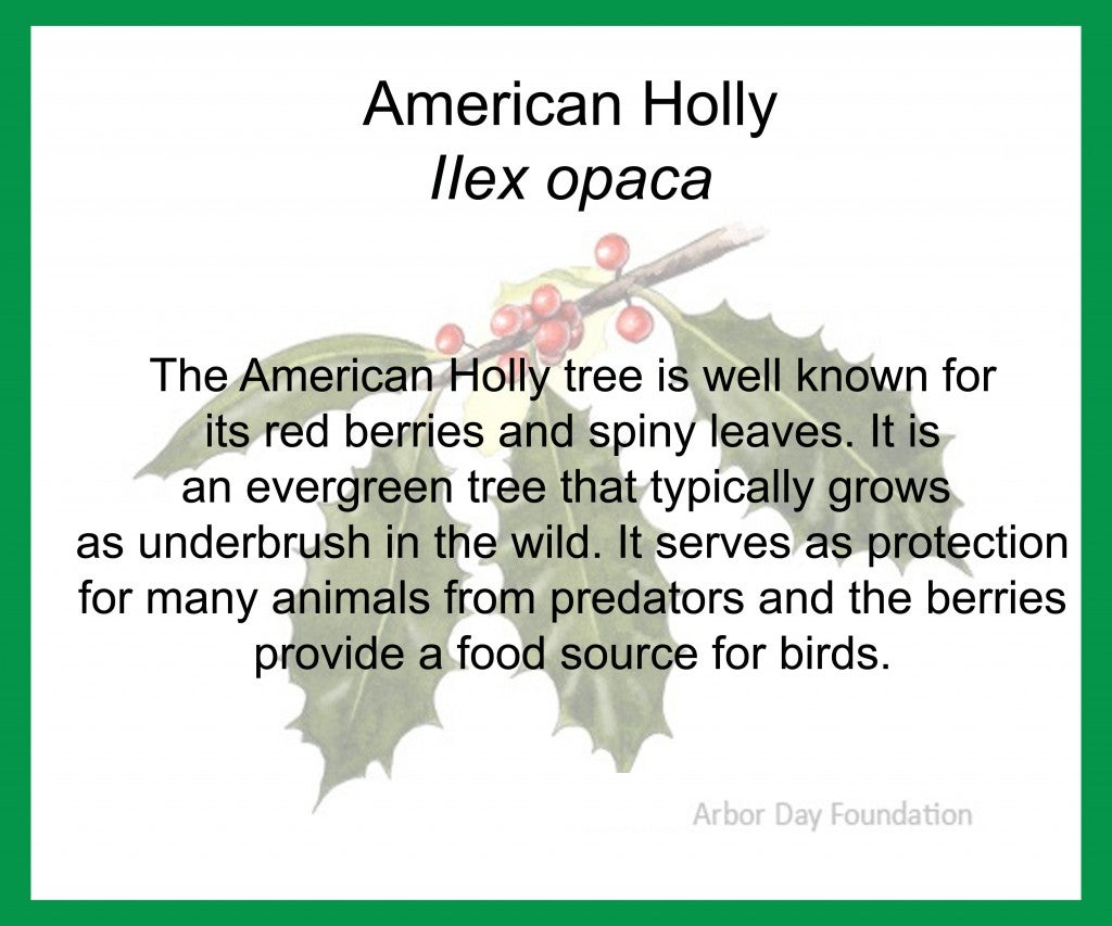 AmericanHolly1