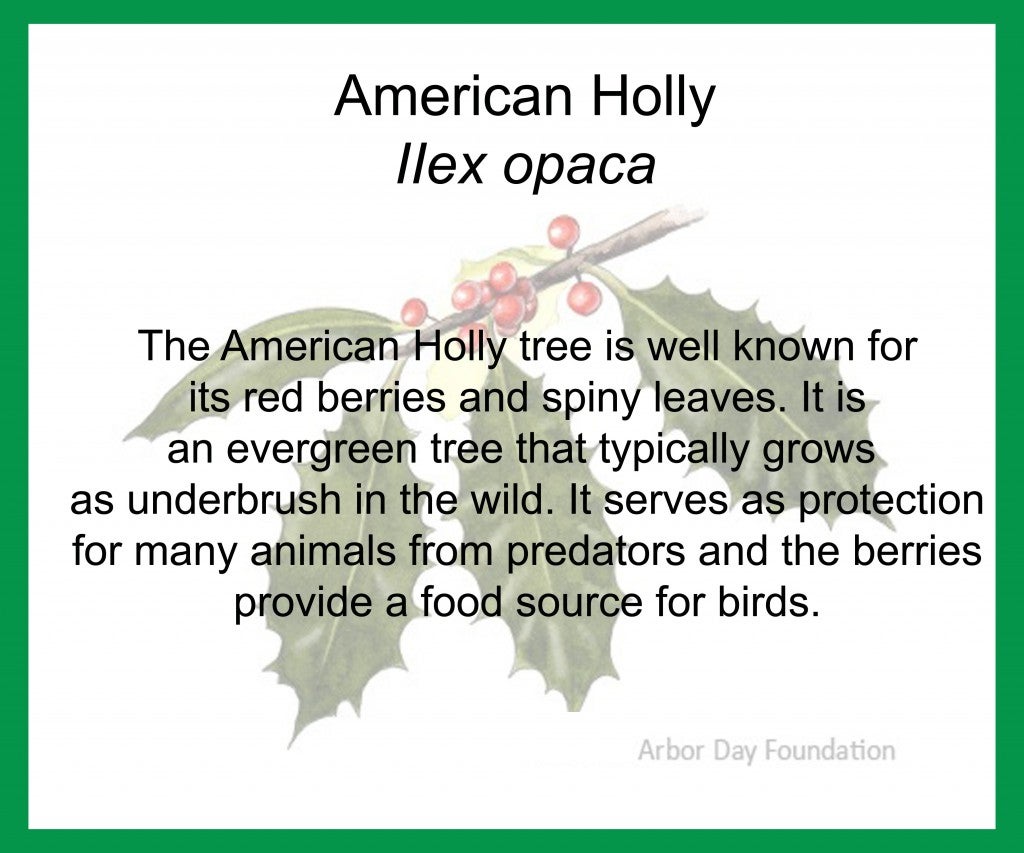 AmericanHolly1