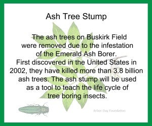 Ash Tree Stump