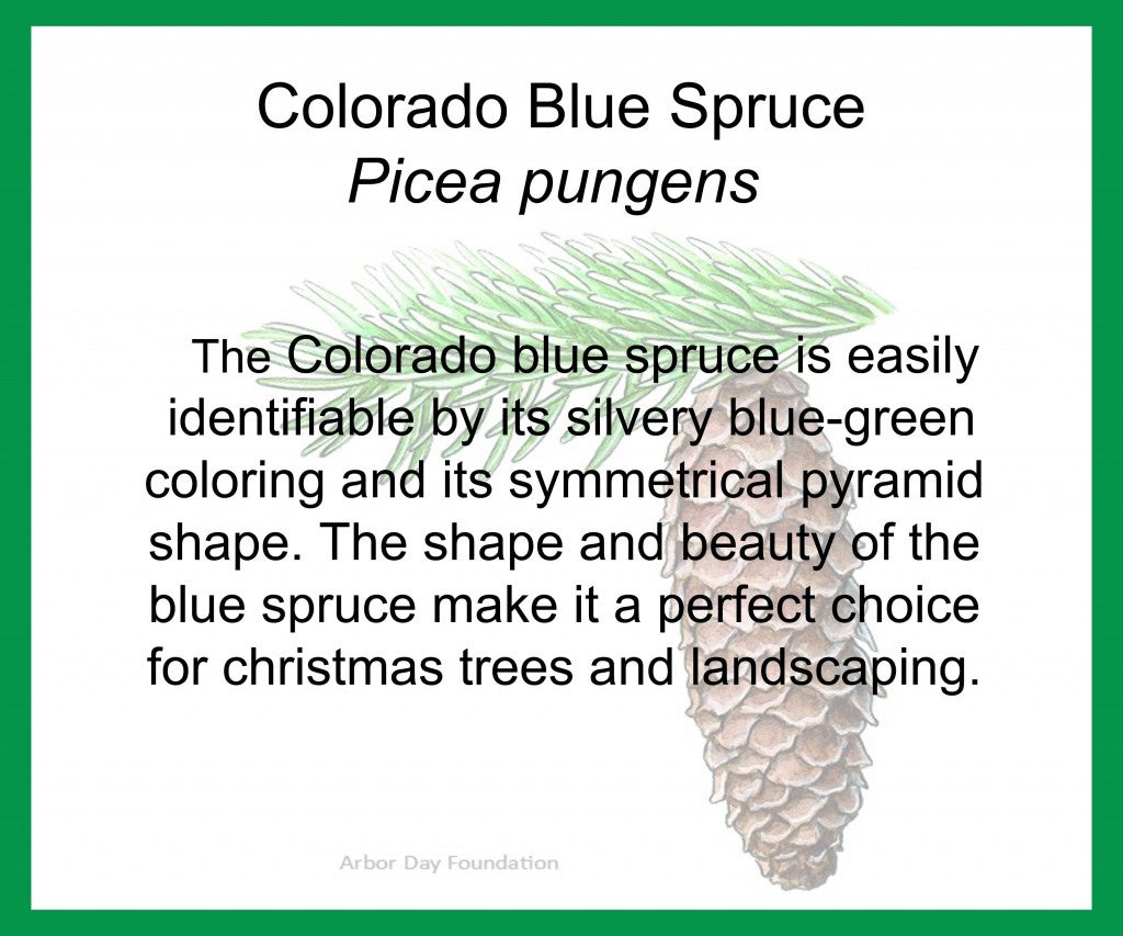 Colorado Blue Spruce