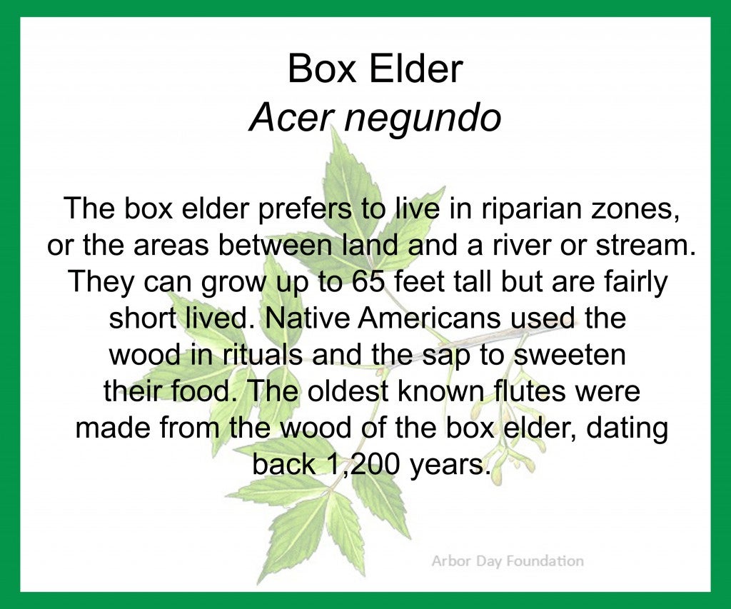 Boxelder