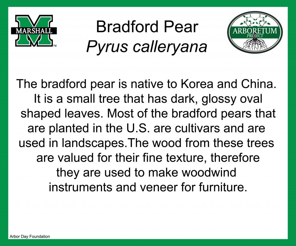 Bradford Pear
