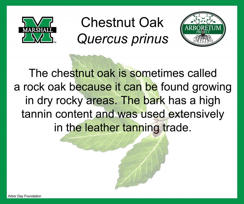 Chestnut Oak