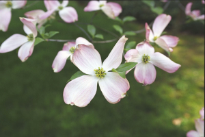 Dogwood flowers