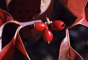 Dogwood-photo-by-Donald R. Farrar