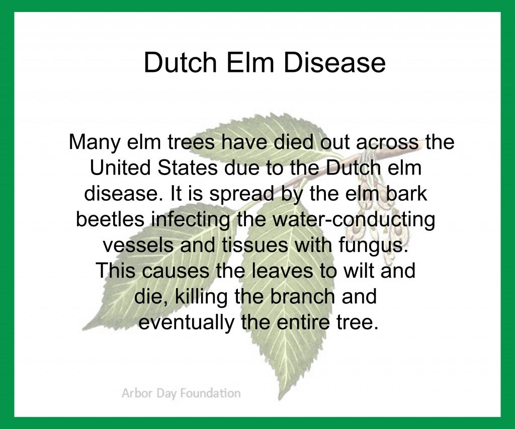 Dutchelmdisease