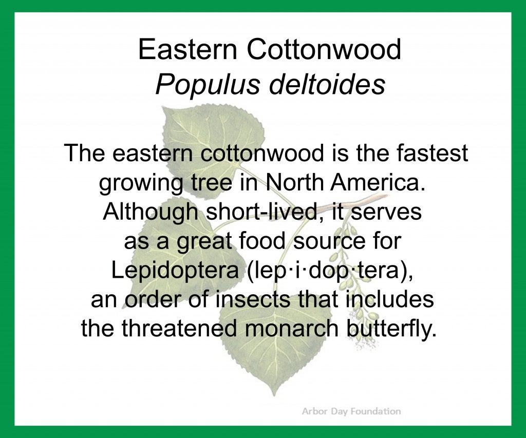 Eastern Cottonwood
