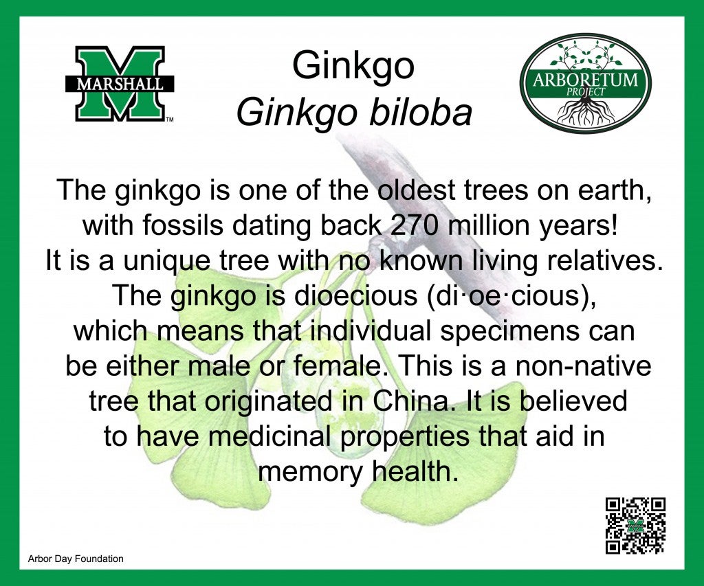 Ginkgo (1)