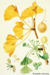 Ginko