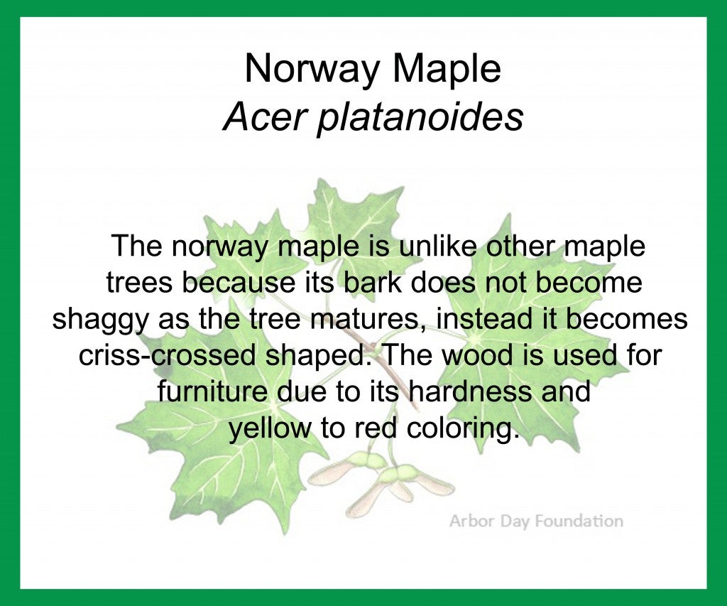 Norway Maple