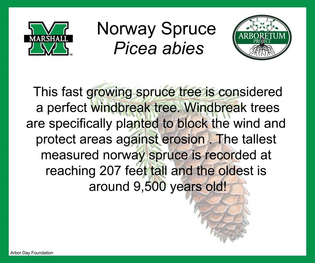 Norway Spruce (1)