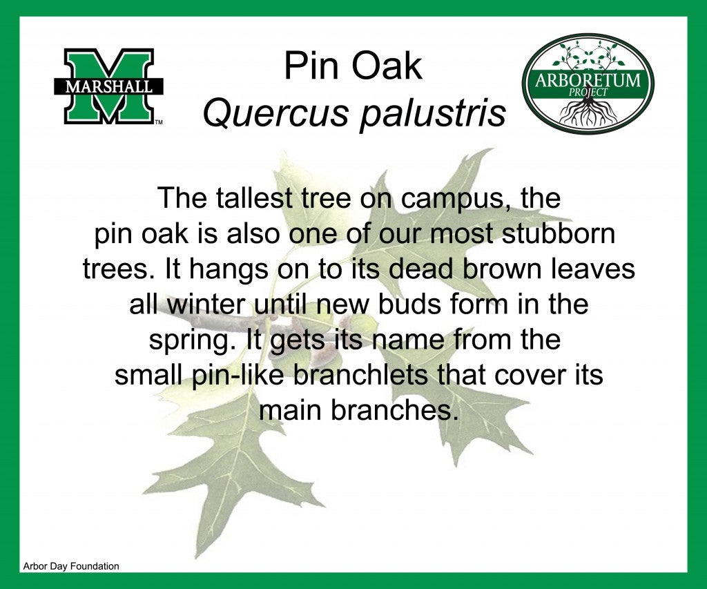 Pin Oak (1)
