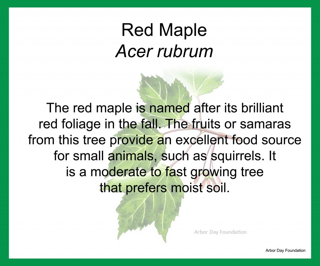 Redmaple