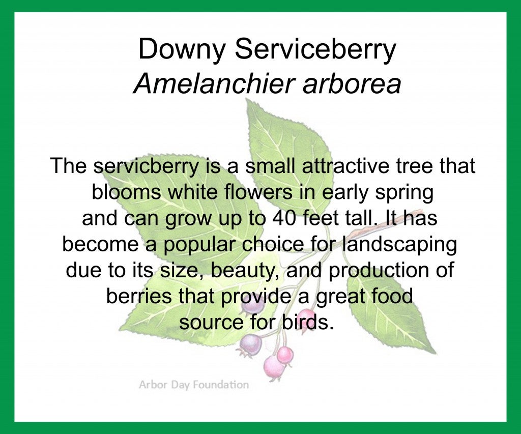Serviceberry