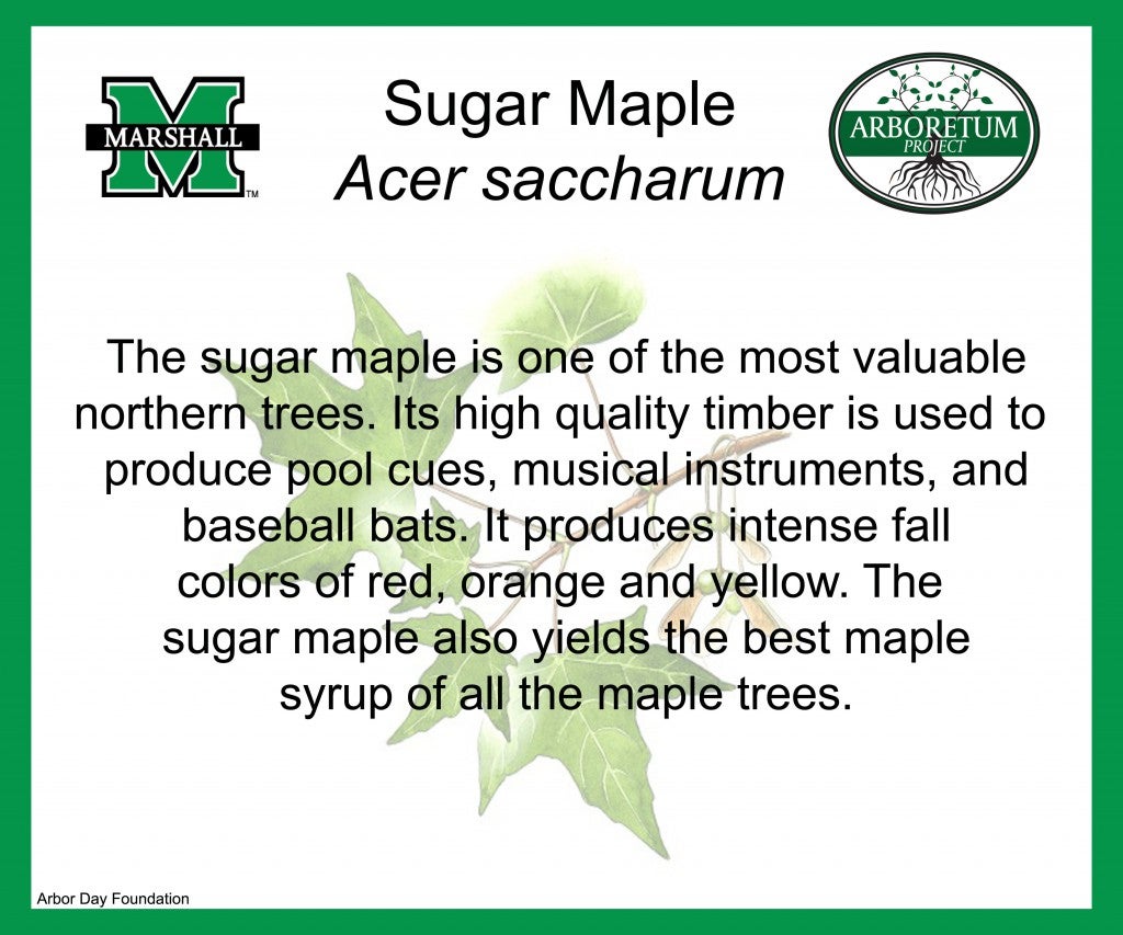 Sugarmaple