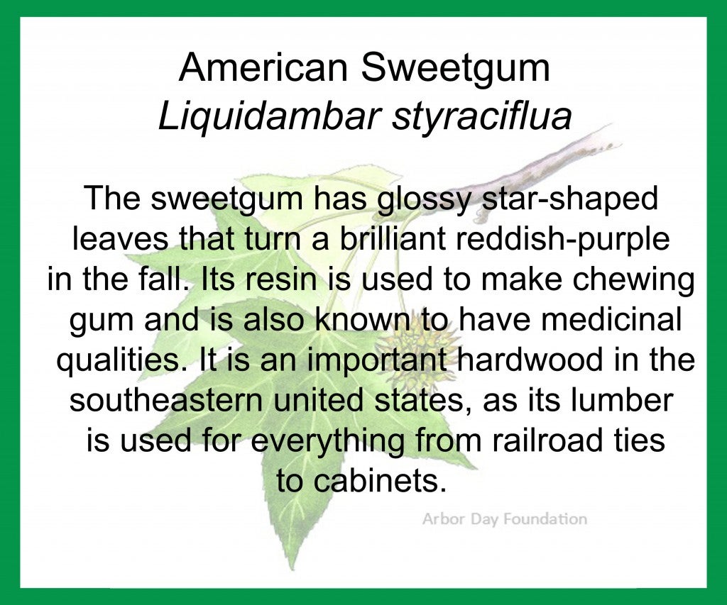 Sweetgum