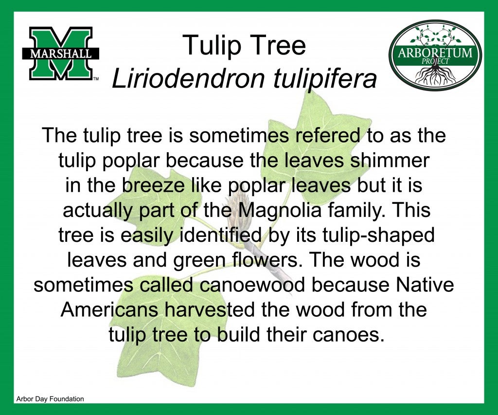 Tulip tree (1)