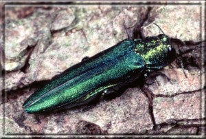 emeraldashborer