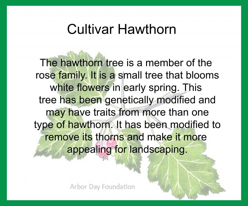 hawthorn