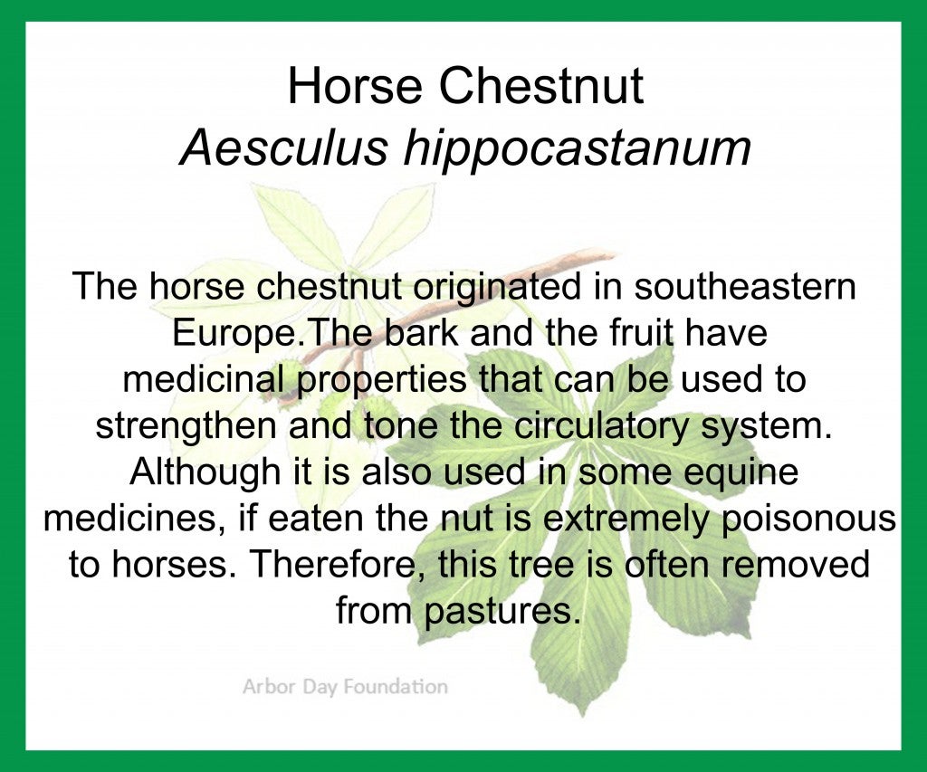 horse chestnut