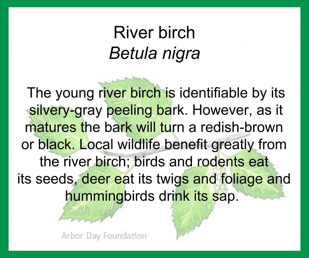 river birch