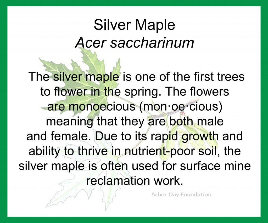 silvermaple